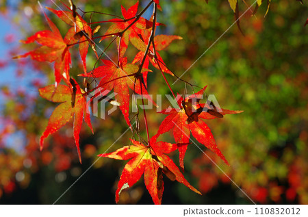 The leaves turn deep red as they soak up the warm autumn sun. Gorgeous and gorgeous, a moment of beauty in late autumn. The leaves turn deep red as they soak up the warm autumn sun. Gorgeous and gorgeous, a moment of beauty in late autumn. 110832012