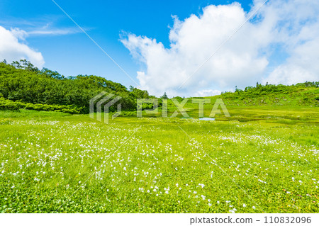 Climbing Mt. Hiuchi in summer (Tengu's garden: Cotton grass community) Climbing Mt. Hiuchi in summer (Tengu's garden: Cotton grass community) 110832096