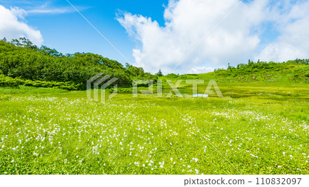 Climbing Mt. Hiuchi in summer (Tengu's garden: Cotton grass community) 110832097