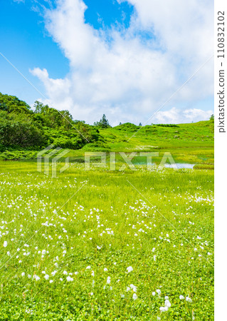 Climbing Mt. Hiuchi in summer (Tengu's garden: Cotton grass community) 110832102