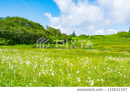 Climbing Mt. Hiuchi in summer (Tengu's garden: Cotton grass community) 110832107