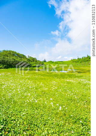 Climbing Mt. Hiuchi in summer (Tengu's garden: Cotton grass community) 110832113