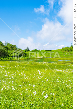 Climbing Mt. Hiuchi in summer (Tengu's garden: Cotton grass community) 110832117