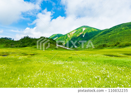 Climbing Mt. Hiuchi in summer (Tengu's garden: Mt. Hiuchi and cotton grass community) 110832235