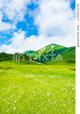 Climbing Mt. Hiuchi in summer (Tengu's garden: Mt. Hiuchi and cotton grass community) 110832239