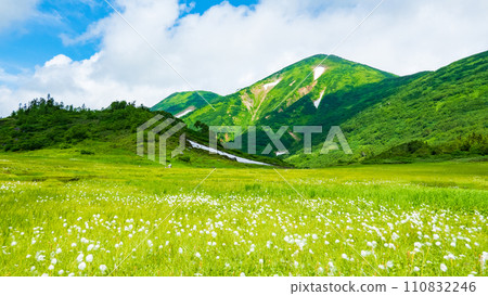 Climbing Mt. Hiuchi in summer (Tengu's garden: Mt. Hiuchi and cotton grass community) 110832246