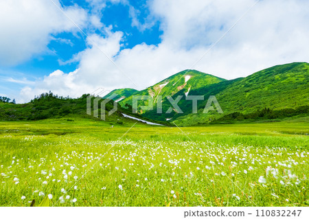 Climbing Mt. Hiuchi in summer (Tengu's garden: Mt. Hiuchi and cotton grass community) 110832247
