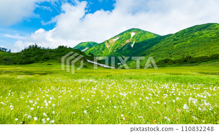 Climbing Mt. Hiuchi in summer (Tengu's garden: Mt. Hiuchi and cotton grass community) 110832248