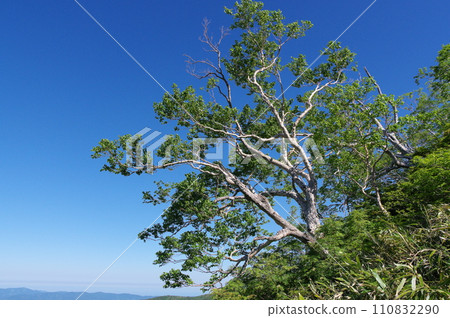 Betula birch standing on the slope of a high mountain Betula birch standing on the slope of a high mountain 110832290