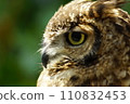 The sharp gaze of the hunter hawk 110832453