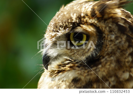The sharp gaze of the hunter hawk The sharp gaze of the hunter hawk 110832453