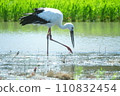 Storks to feed on lotus fields 110832454