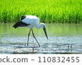 A stork looking for food in a rice field 110832455