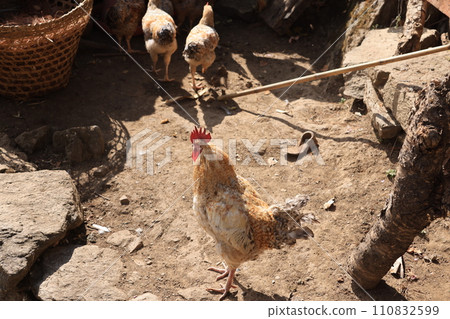 chicken walk around in the village of nepal chicken walk around in the village of nepal 110832599