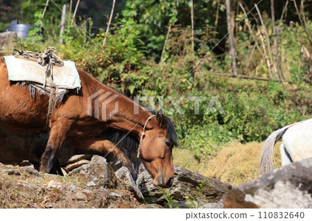 a pony is moving the goods to transporting as a pack horse in Ulleri, Nepal during the poonhill trekking 110832640