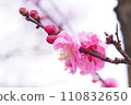 Plum blossoms telling the arrival of spring 110832650