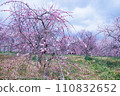 Plum blossoms telling the arrival of spring 110832652