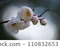 white plum blossom 110832653