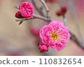 Beautiful red plum 110832654