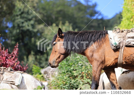 a pony is moving the goods to transporting as a pack horse in Ulleri, Nepal during the poonhill trekking a pony is moving the goods to transporting as a pack horse in Ulleri, Nepal during the poonhill trekking 110832668