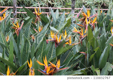 Gokurakuchoka, Hachijo Island, Hachijo Botanical Park, Tokyo 110832767