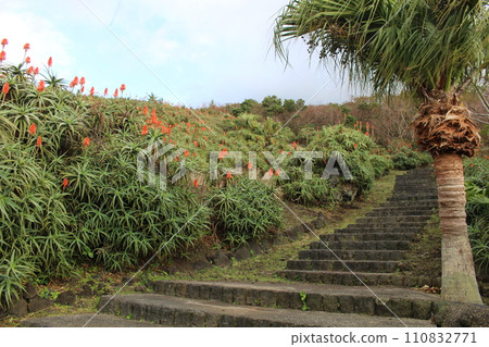 Aloe flower field Hachijojima Tokyo 110832771