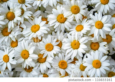 AI-generated content. White Flowers With Yellow Centers Against a Camomile Background 110833161