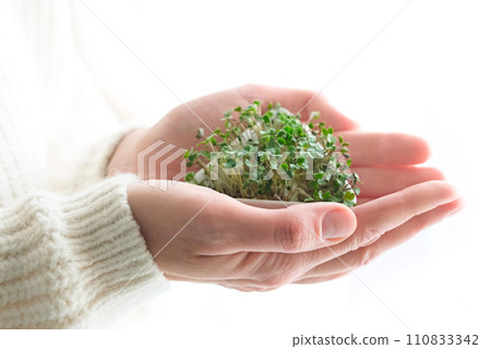 Sprouted radish seeds microgreens. Earth Day. Seed Germination at home. Space for text Concept Vegan 110833342