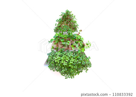 Sprouted radish seeds microgreens. Earth Day. Seed Germination at home.. Growing sprouts Sprouted radish seeds microgreens. Earth Day. Seed Germination at home.. Growing sprouts 110833392