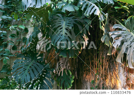 monstera leaves in the jungle. monstera leaves in the jungle. 110833476