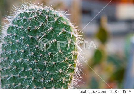 Variety of cactus. Beautiful green background of decorative succulent plants in neutral colors. Variety of cactus. Beautiful green background of decorative succulent plants in neutral colors. 110833509
