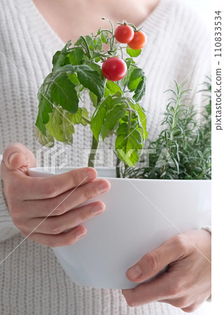 Cherry tomatoes and rosemary grown in a pot in a home garden, in the hand of a girl. 110833534