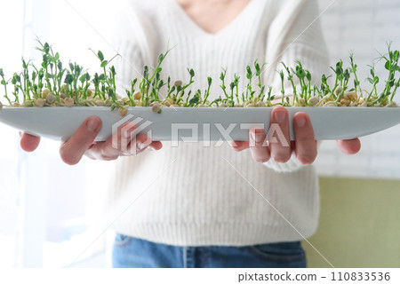 Peas microgreens in woman hands. Earth Day. Seed Germination at home. Vegan heating. Growing sprouts Peas microgreens in woman hands. Earth Day. Seed Germination at home. Vegan heating. Growing sprouts 110833536