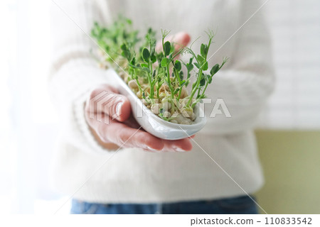Peas microgreens in woman hands. Earth Day. Seed Germination at home. Space for text Growing sprouts Peas microgreens in woman hands. Earth Day. Seed Germination at home. Space for text Growing sprouts 110833542
