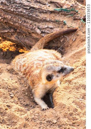 Meerkat suricatta family wildlife picture. 110833653
