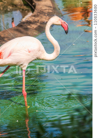 The greater flamingo, Phoenicopterus roseus, standing in water on lake shore. The greater flamingo, Phoenicopterus roseus, standing in water on lake shore. 110833680