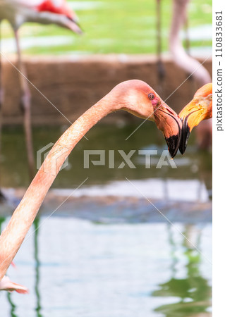 The greater flamingo, Phoenicopterus roseus, standing in water on lake shore. 110833681