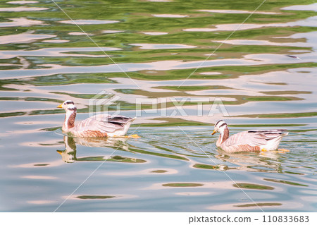 Two Bar headed gooses swimming in a lake. Two Bar headed gooses swimming in a lake. 110833683