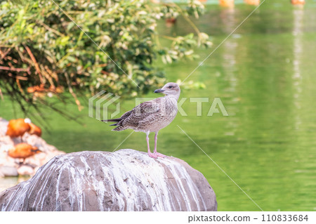 Seagull sits on stone cliff at the sea shore Seagull sits on stone cliff at the sea shore 110833684