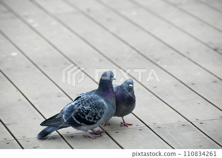  pigeon 110834261