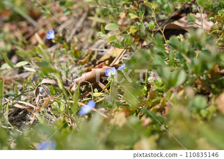 每日津貼,耐心等待春天 每日津貼,耐心等待春天 110835146