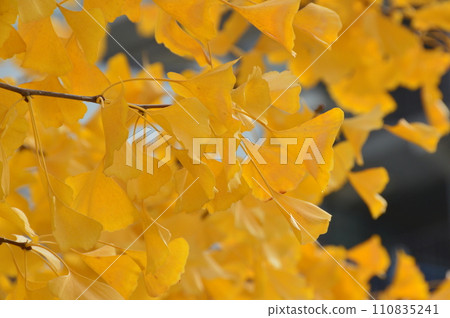 Ginkgo leaves (Shitennoji/Shitennoji, Tennoji Ward, Osaka City, Osaka Prefecture) Ginkgo leaves (Shitennoji/Shitennoji, Tennoji Ward, Osaka City, Osaka Prefecture) 110835241