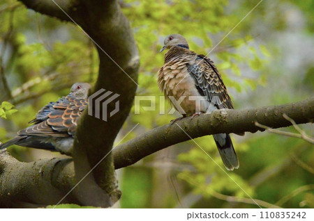 Turtle dove (along the Tama River/Tachikawa City, Tokyo) Turtle dove (along the Tama River/Tachikawa City, Tokyo) 110835242