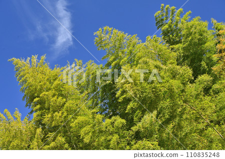 Bamboo leaves and bamboo swaying in the strong winter wind 110835248