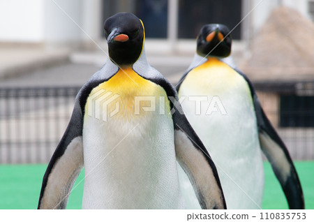 國王企鵝從前面 110835753