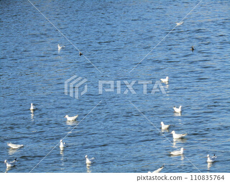 在花見河河口游泳的冬季候鳥百合海鷗 110835764