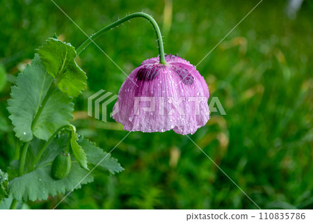 Purple poppies with raindrops on green grass background. Close-up. 110835786