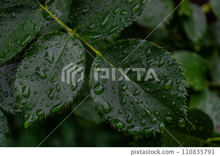 Green leaves of rose with drops of water after rain close-up Green leaves of rose with drops of water after rain close-up 110835791