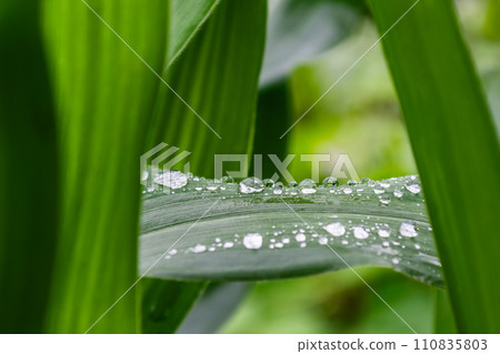 Water drops on a corn leaf in summer. Shallow depth of field. Morning dew. 110835803