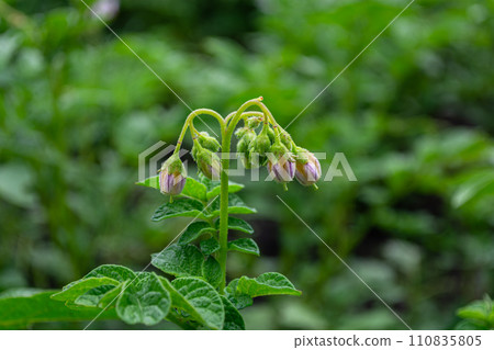 Close-up of buds of a flowering potato plant with green leaves on a blurred background in summer. Growing crops Close-up of buds of a flowering potato plant with green leaves on a blurred background in summer. Growing crops 110835805
